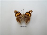 藏品(大紅蛺蝶)的圖片